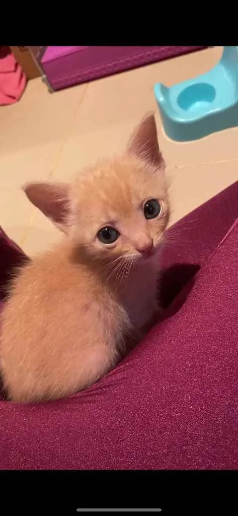 Gato ra a Srd idade 2 a 6 meses nome Filhotes para adoção