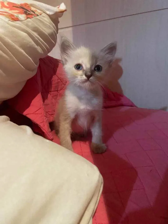 Gato ra a Srd idade 2 a 6 meses nome Filhotes para adoção