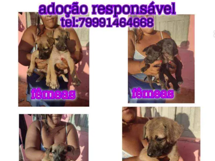 Cachorro ra a Srd idade Abaixo de 2 meses nome Filhotes