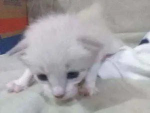 Gato raça Vira-lata  idade Abaixo de 2 meses nome Bisteca