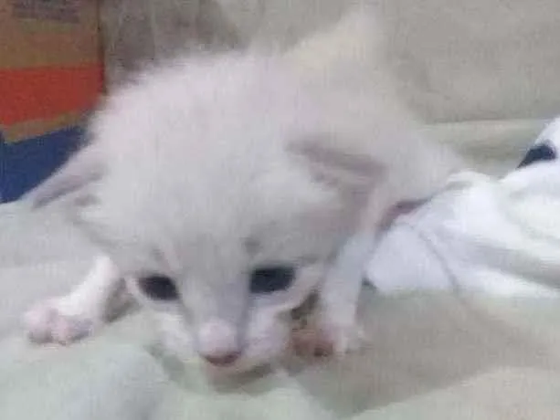 Gato ra a Vira-lata  idade Abaixo de 2 meses nome Bisteca