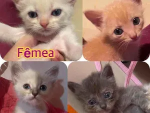 Gato raça Srd idade 2 a 6 meses nome Filhotes para adoção