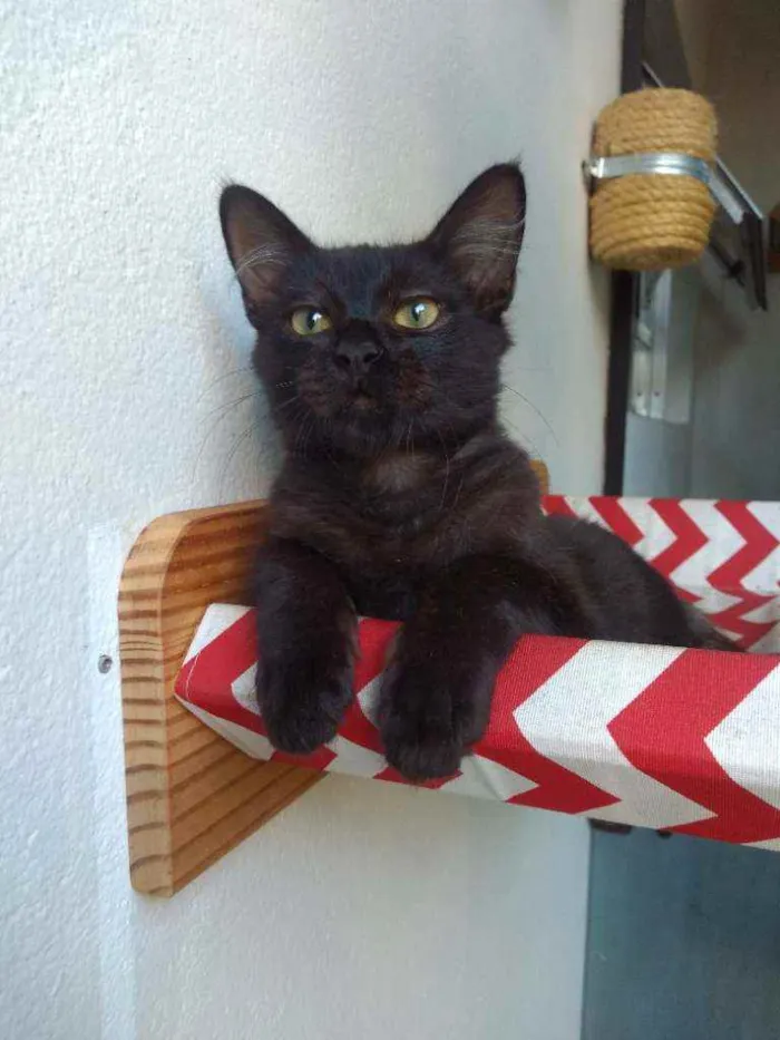 Gato ra a  idade 2 a 6 meses nome Leônidas