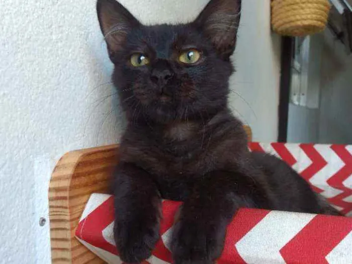 Gato ra a  idade 2 a 6 meses nome Leônidas