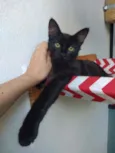 Leônidas
