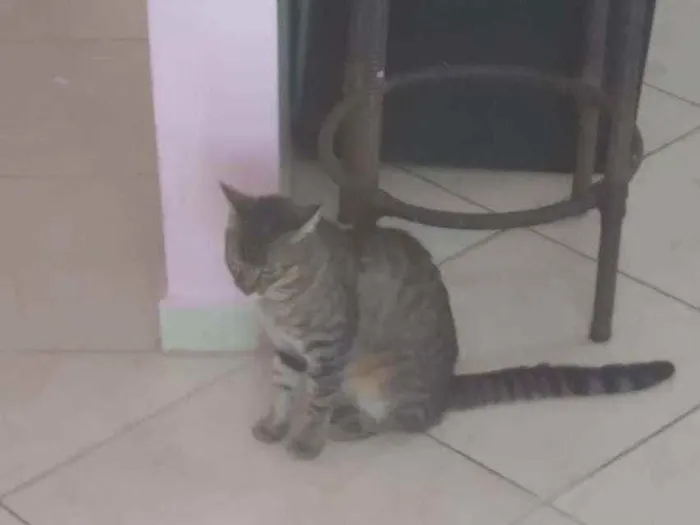 Gato ra a Recolhido da rua idade 1 ano nome Não tem