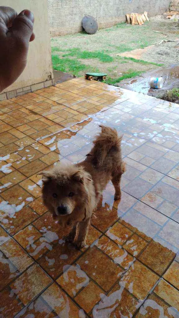 Cachorro ra a Chow chow idade 6 ou mais anos nome Duque