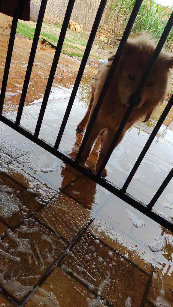 Cachorro ra a Chow chow idade 6 ou mais anos nome Duque