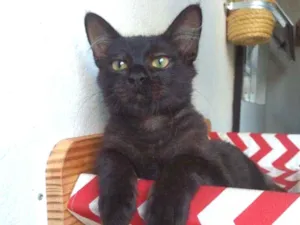 Gato raça  idade 2 a 6 meses nome Leônidas