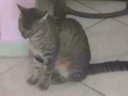 Gato raça Recolhido da rua idade 1 ano nome Não tem