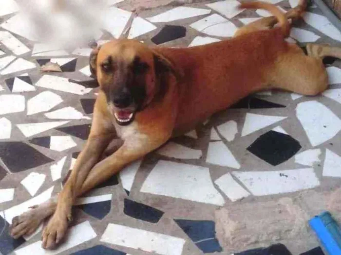 Cachorro ra a Desconhecida idade 3 anos nome Lock