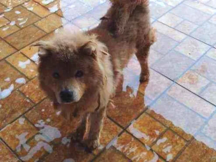 Cachorro ra a Chow chow idade 6 ou mais anos nome Duque