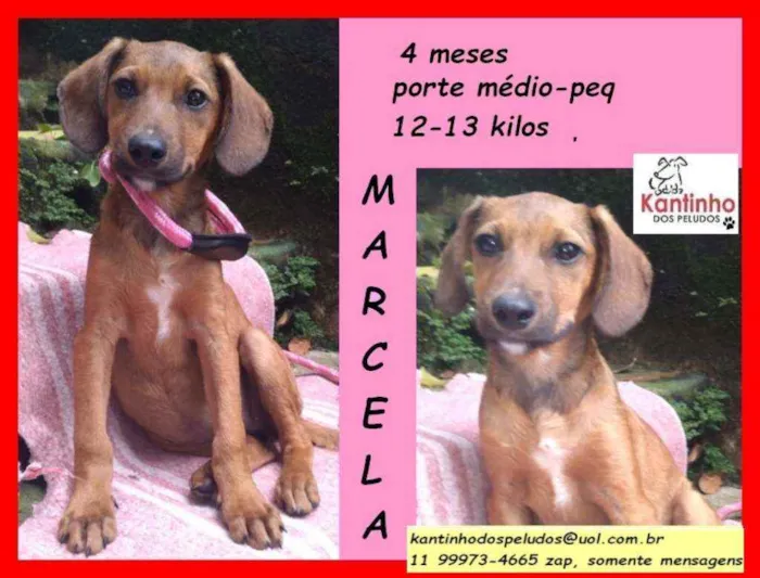 Cachorro raça SRD idade 2 a 6 meses nome Marcela