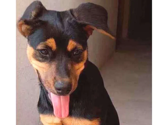 Cachorro ra a Rottweiler com pastor alemão  idade 1 ano nome Kiara 