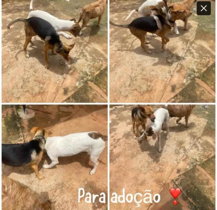 Cachorro ra a SRD idade  nome Joulie