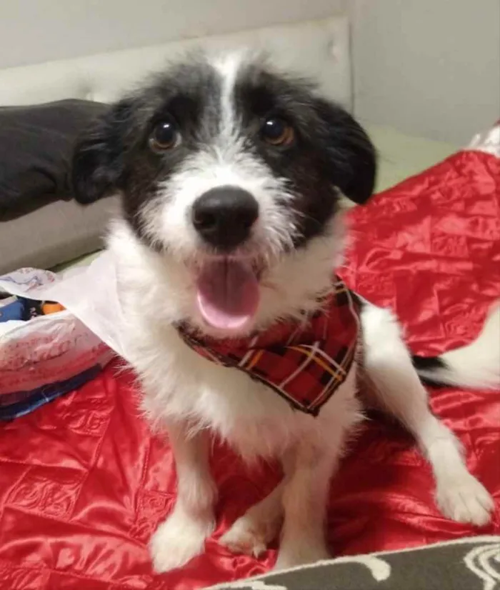 Cachorro ra a Mestiço  idade 1 ano nome Bily 