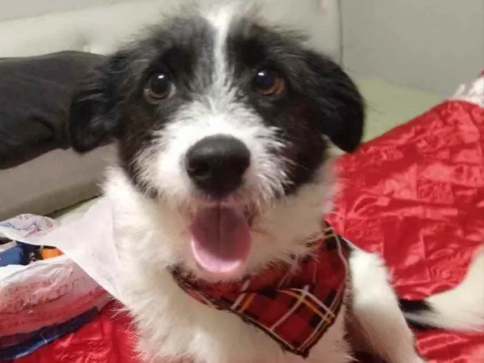Cachorro ra a Mestiço  idade 1 ano nome Bily 