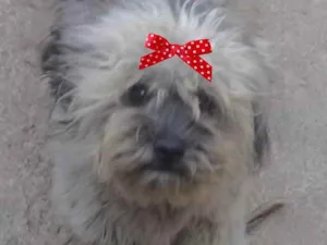 Cachorro raça Mestiça  idade 1 ano nome Belinha 