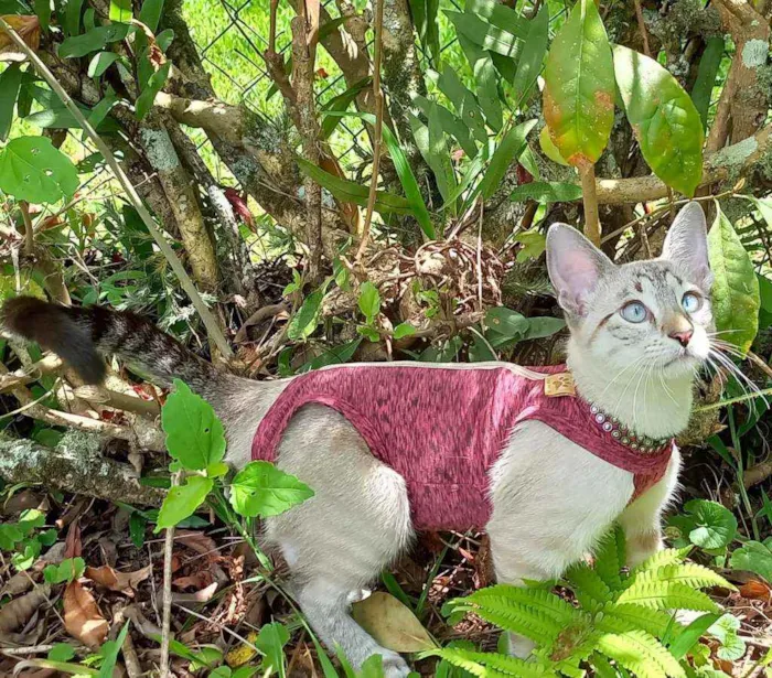 Gato raça Srd idade 2 a 6 meses nome Marisa