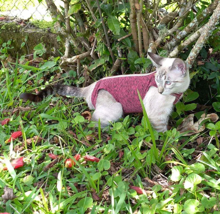 Gato raça Srd idade 2 a 6 meses nome Marisa