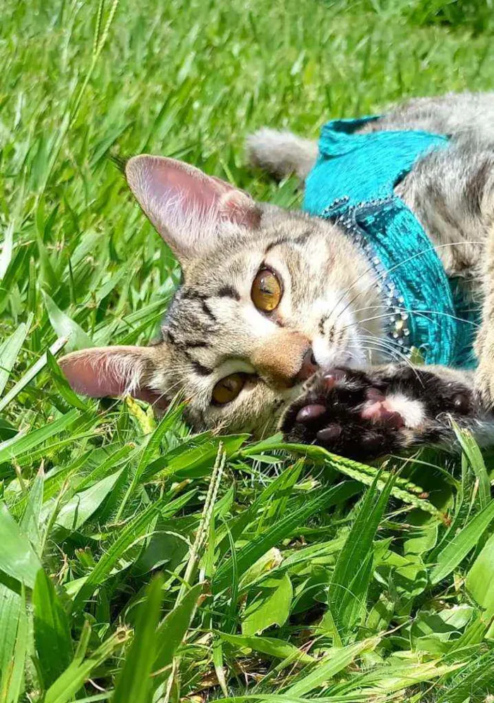 Gato raça Srd idade 2 a 6 meses nome Marisa