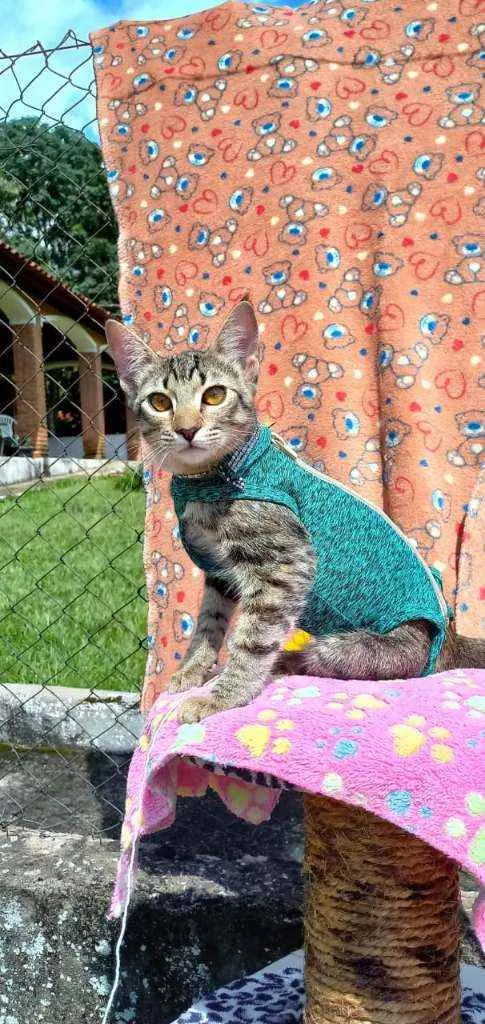 Gato raça Srd idade 2 a 6 meses nome Marisa