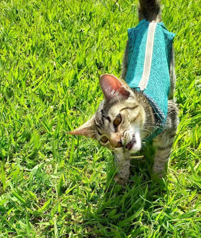 Gato raça Srd idade 2 a 6 meses nome Marisa