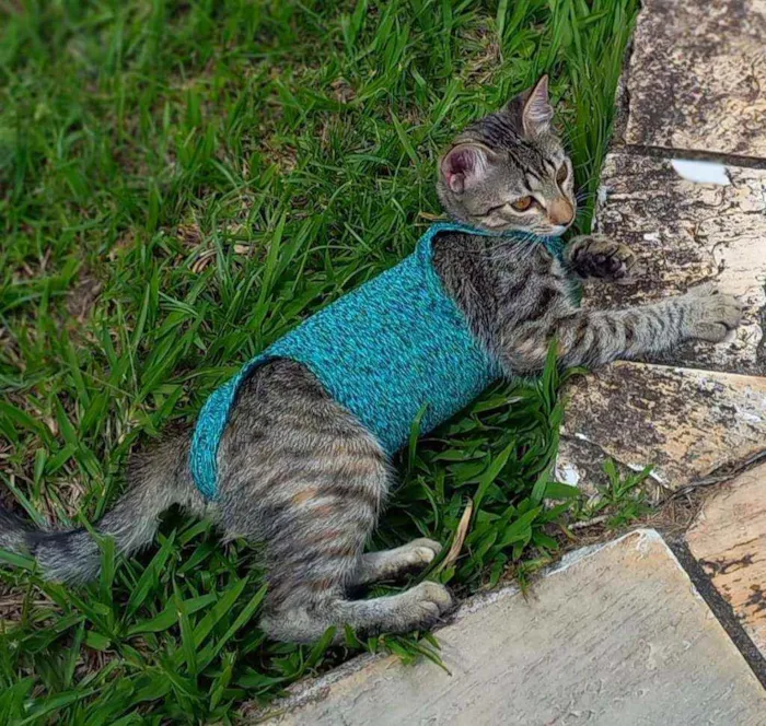 Gato raça Srd idade 2 a 6 meses nome Marisa