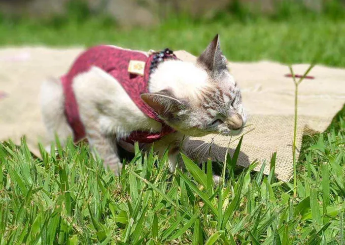 Gato raça Srd idade 2 a 6 meses nome Ana