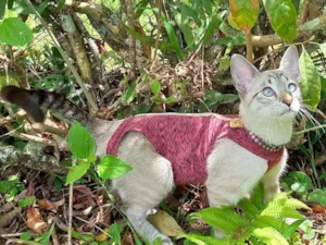 Gato raça Srd idade 2 a 6 meses nome Ana