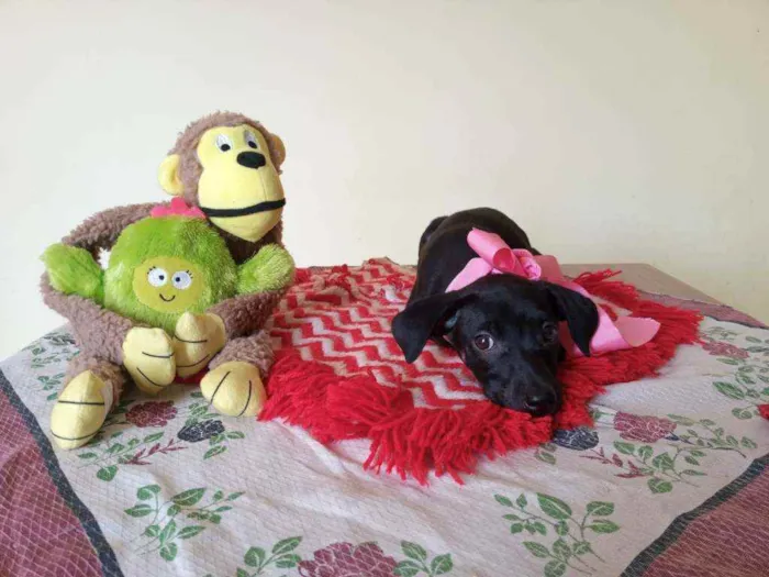 Cachorro raça Srd idade Abaixo de 2 meses nome Britney 