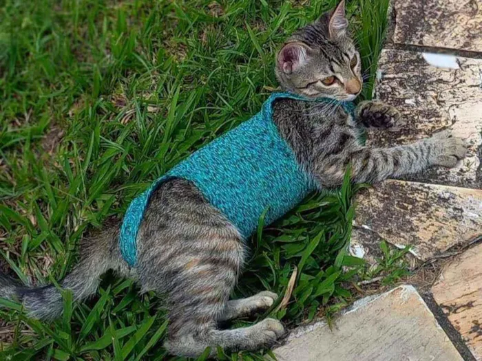 Gato raça Srd idade 2 a 6 meses nome Marisa