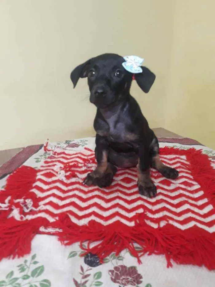 Cachorro raça Srd idade Abaixo de 2 meses nome Britney 