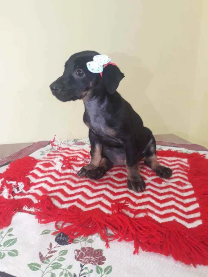 Cachorro raça Srd idade Abaixo de 2 meses nome Britney 