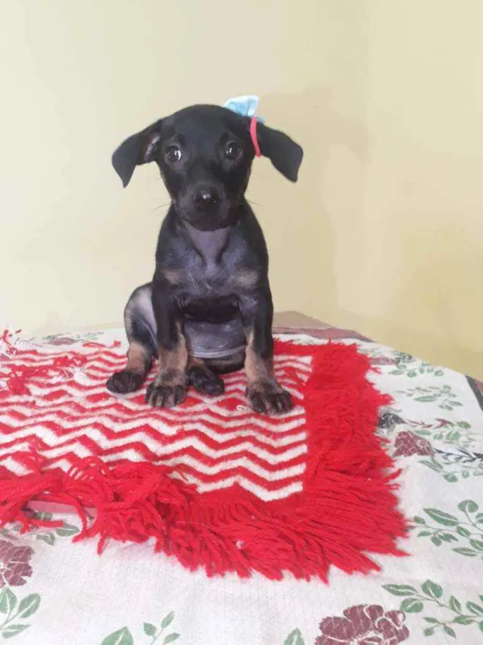 Cachorro raça Srd idade Abaixo de 2 meses nome Britney 