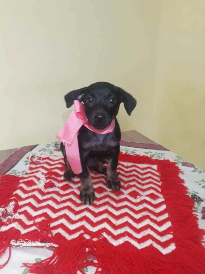 Cachorro raça Srd idade Abaixo de 2 meses nome Britney 