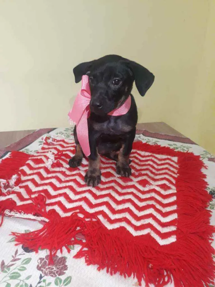 Cachorro raça Srd idade Abaixo de 2 meses nome Britney 