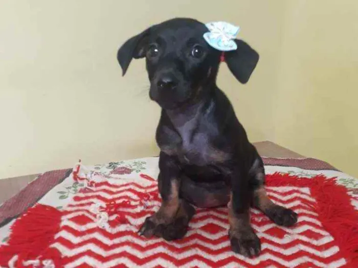 Cachorro raça Srd idade Abaixo de 2 meses nome Britney 