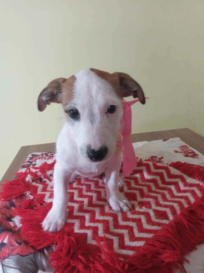 Cachorro raça Srd idade Abaixo de 2 meses nome Chanel 