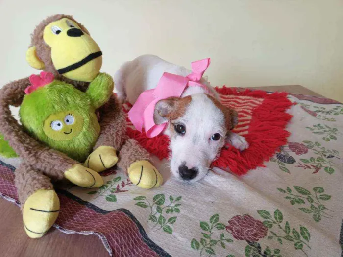 Cachorro raça Srd idade Abaixo de 2 meses nome Chanel 