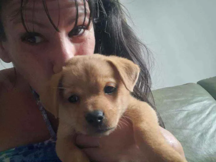 Cachorro raça Srd idade Abaixo de 2 meses nome Olívia 