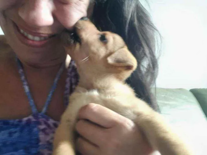 Cachorro raça Srd idade Abaixo de 2 meses nome Olívia 