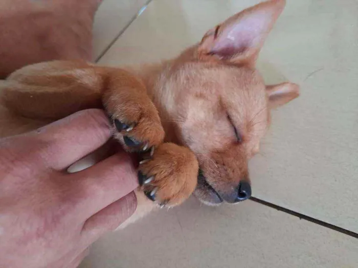 Cachorro raça Srd idade Abaixo de 2 meses nome Olívia 