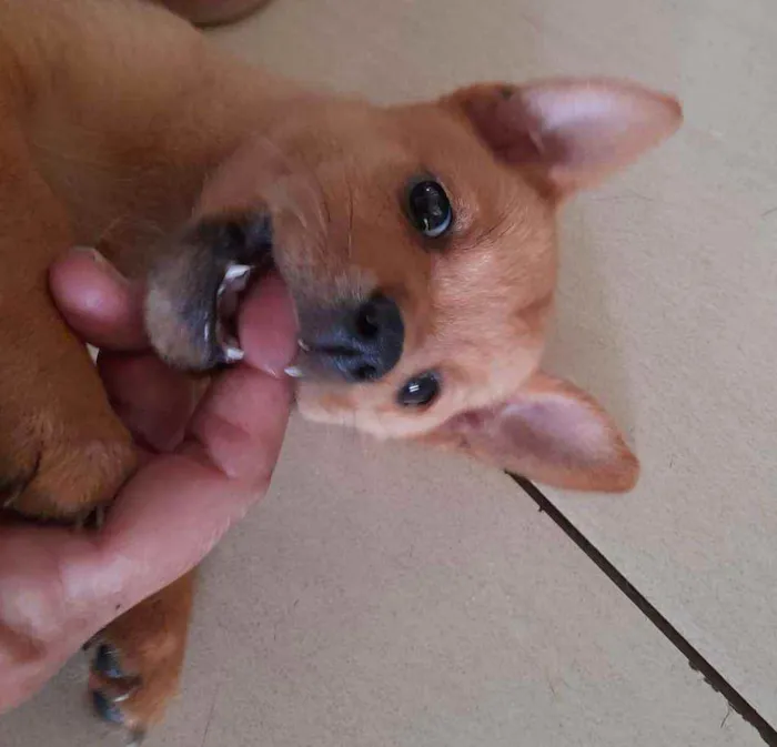 Cachorro raça Srd idade Abaixo de 2 meses nome Olívia 