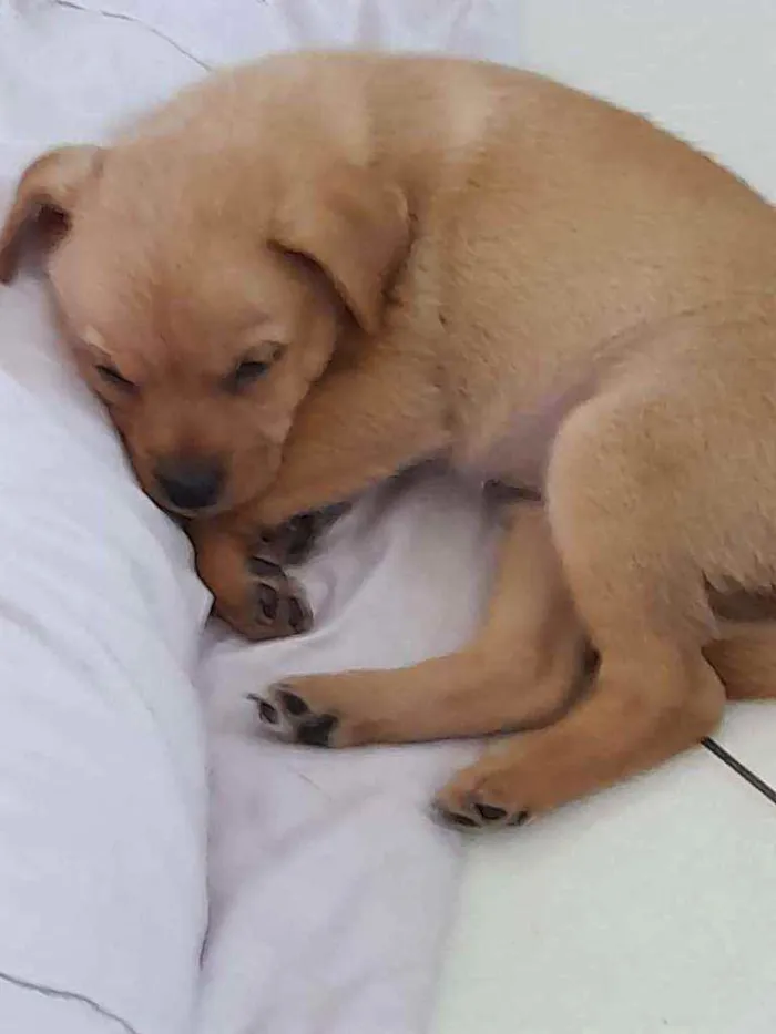 Cachorro raça Srd idade Abaixo de 2 meses nome Olívia 