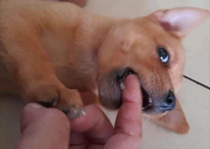 Cachorro raça Srd idade Abaixo de 2 meses nome Olívia 
