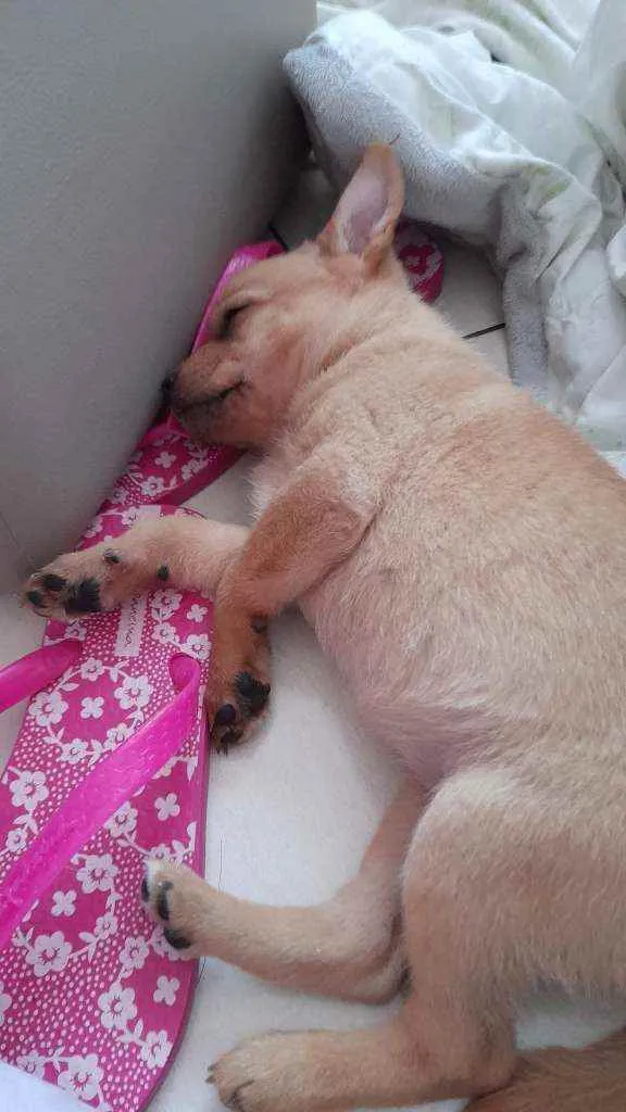 Cachorro raça Srd idade Abaixo de 2 meses nome Olívia 