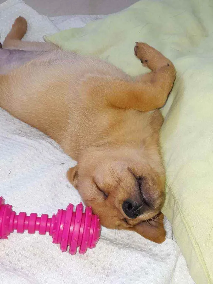 Cachorro raça Srd idade Abaixo de 2 meses nome Olívia 