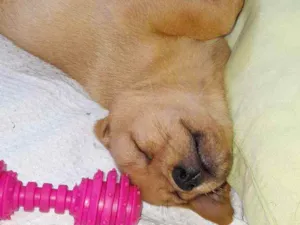 Cachorro raça Srd idade Abaixo de 2 meses nome Olívia 
