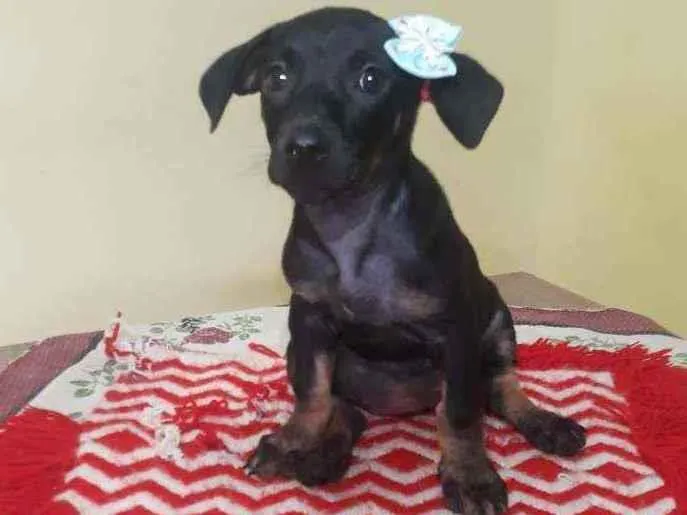 Cachorro raça Srd idade Abaixo de 2 meses nome Britney 